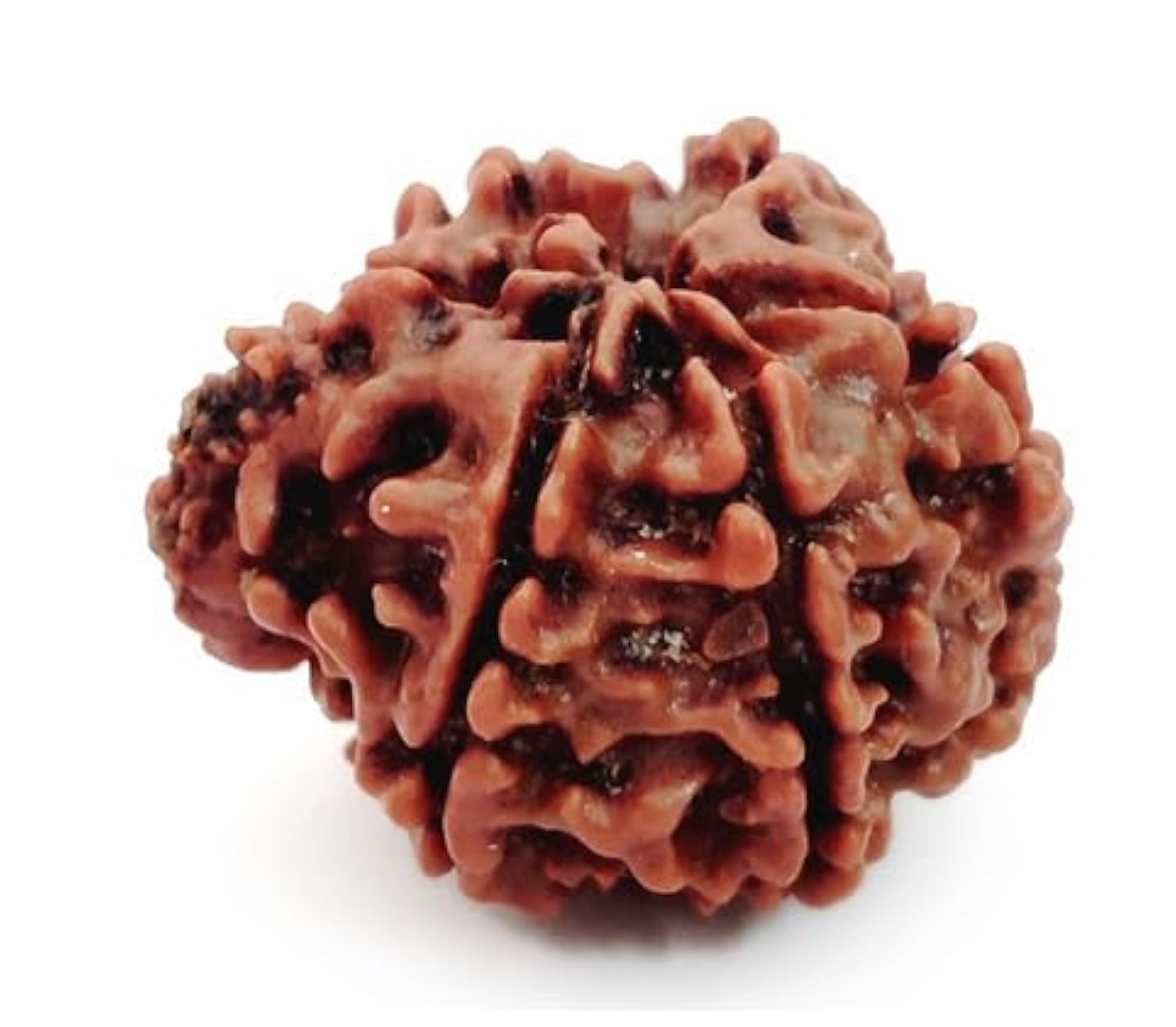 Premium Ganesha Rudraksha Nepali Beads