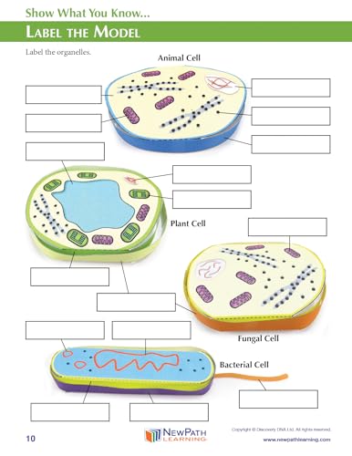Image of NewPath Cell Structure 3-D Model Making Kit, Set /5 Full-Color, Paper Model Templates & Teachers Guide (24-7739)
