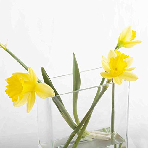 Franquihogar Vase en verre carré rectangulaire pour plantes hydroponiques, vase en verre fait à la main pour décoration, nimes (2L) Cover