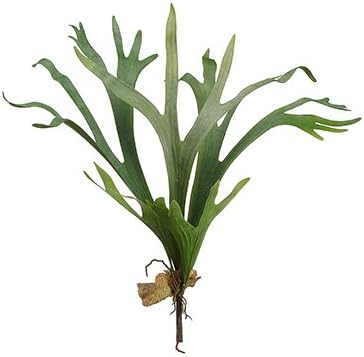 24.5" Staghorn Plant Green (pack of 4)
