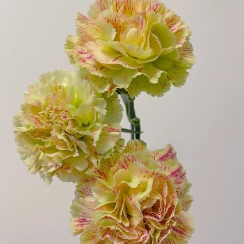 semi di garofano da balcone, decorazione da giardino per esterni di garofano selvatico resistenti, serre balcone decorazione per luoghi soleggiati 700pcs