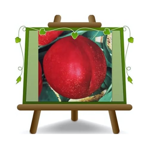 EURO PLANTS VIVAI Pêcher Nectarines à pulpe blanc Caldesi 2000 plante fruitière en pot 26 cm hauteur maximale 180 cm - Âge 4 ans