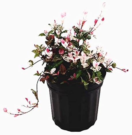 American Plant Exchange Live Snow N Summer Jasmine Plant with Fragrant White Flowers, Japanese Star Jasmine Plant, Plant Pot for Home and Garden Decor, 6" Pot