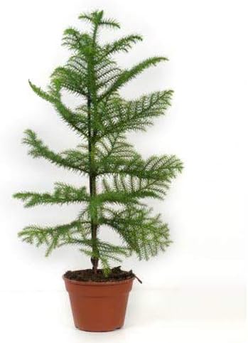 Easy Plants 1 Norfolk Tree Araucaria Heterophylla House Plant In 17cm Pot 60 70cm High Amazon Co Uk Garden Outdoors
