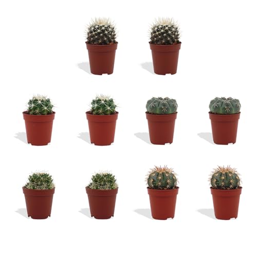 DutchLeafs Kugelkaktus Mix 10 Stück Verschiedene Mini-Kakteen - Topf 5,5 cm - Mammillaria Kaktus Kleine Pflanzen Sammlung Pflegeleichte Zimmerpflanzen - Höhe 8-15 cm DutchLeafs Kugelkaktus Mix 10 Stück Verschiedene Mini-Kakteen - Topf 5,5 cm - Mammillaria Kaktus Kleine Pflanzen Sammlung Pflegeleichte Zimmerpflanzen - Höhe 8-15 cm