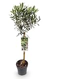 Plantenboetiek.nl