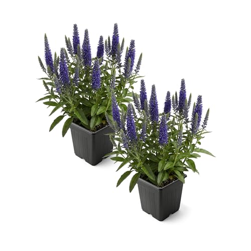 Live Veronica Speedwell 2-Pack – Royal Candles – Upright Sun...