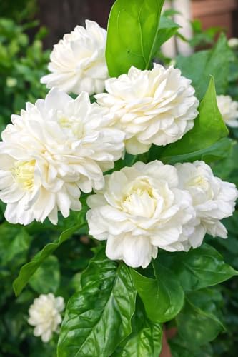 Image of REMASLARIC-Beautiful All Season Mogra Jasmine /Beli Flower Plant Tree || For Home garden Outdoor & Indoor.
