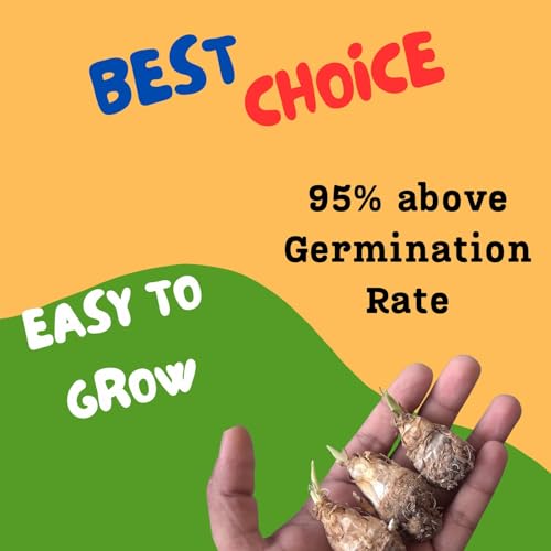 Beejhub -Tube Rose | Rajanigandha | Pack of 22 Bulb | All Season | Hybrid | 95% Germination Rate | Aromatic Flower | Mix Color | Fresh Bulb |