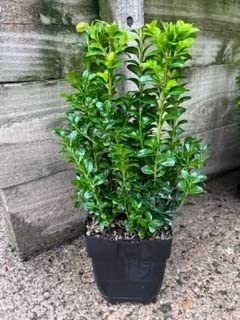 Box Plants 11cm Pot - Buxus sempervirens - Box Hedge Plants (10)