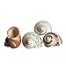 Hermit Crab Shells | Turbo Shells | 4 Assorted Turbo Shells 2-2.5