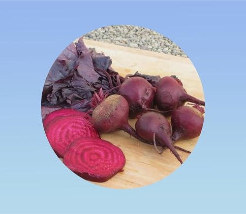 1000 graines de betterave bulls blood - légumes - jardin - potager -