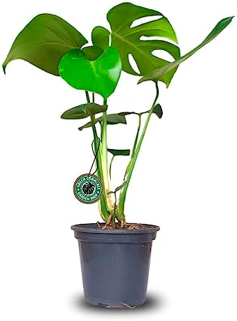 Muda de Monstera Deliciosa Costela de Adão em Vaso