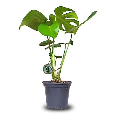 Muda de Monstera Deliciosa Costela de Adão em Vaso
