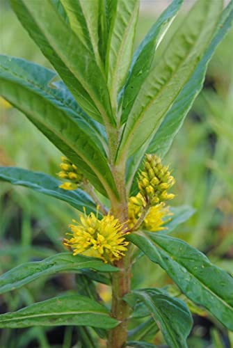 Gilbweiderich PlantaPro Lysimachia thyrsiflora P 0,5 Straußblütiger