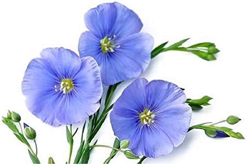 Garden Perennial Flowers Flowers Perennial Garden Blue Hanging Flower Seeds, Flax Seed Sowing Spring and Autumn Seasons, semillas de Flores for Home & Garden 100seeds a Bag