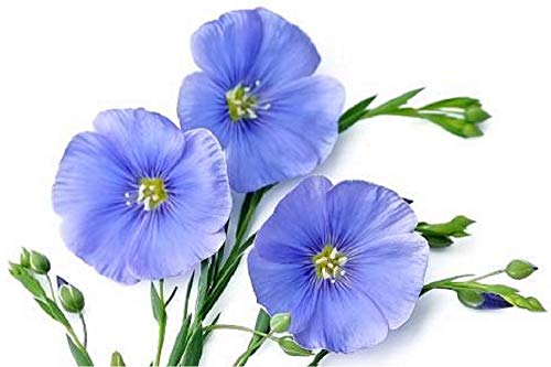 Garden Perennial Flowers Flowers Perennial Garden Blue Hanging Flower Seeds, Flax Seed Sowing Spring and Autumn Seasons, semillas de Flores for Home & Garden 100seeds a Bag