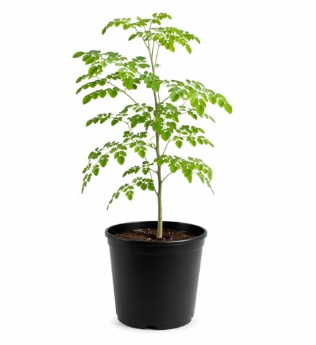 Image of Moringa Live Plant (Drumstick /Sahjan) with Pot | Fast Growing Medicinal Outdoor Plant Rich in Nutrients for Home Garden