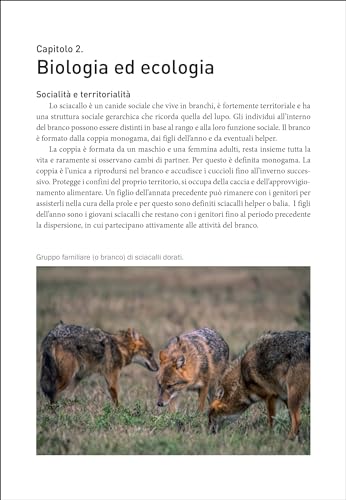 Lo Sciacallo Dorato In Italia - 7