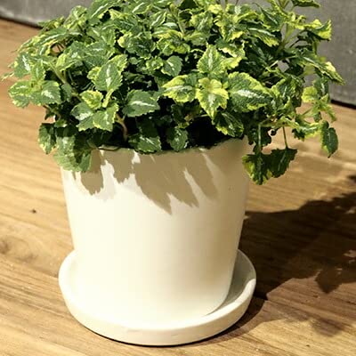 Amazon.co.jp: 植木鉢 おしゃれ 陶器鉢 オストラウンドS＜ 11cm 白