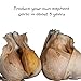 Elephant Garlic (Allium ampeloprasum) Bulbils (10 Count) - Easy-to-Grow Huge Garlic Bulbs - Broadleaf Wild Leek - Wild Leek