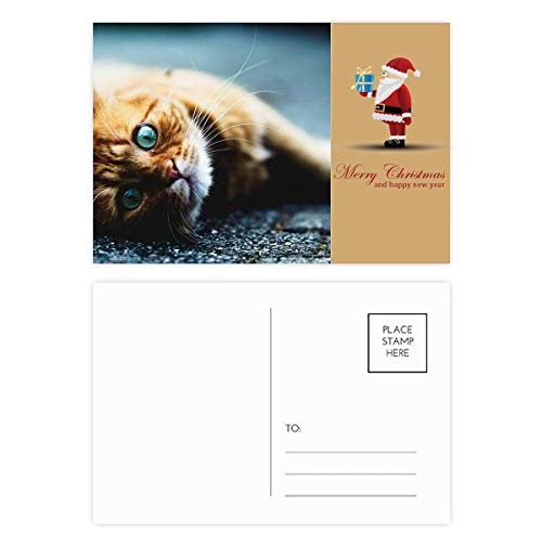 Cartes postales chat œil bleu haut de gamme en lot de 20 pour papeterie fine