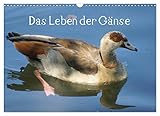  Das Leben der Gänse (Wandkalender 2023 DIN A3 quer): Hausgänse und ihre wilde Verwandschaft (Monatskalender, 14 Seiten ) (CALVENDO Tiere)