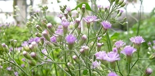 Charming Gronhus Live Sahdevi Plant/Vernonia Cinerea/Purple Feabane/Sehdevi Medicine plant With Black Plastic Pot (B0CQRQLCXY) Amazon Price History, Amazon Price Tracker