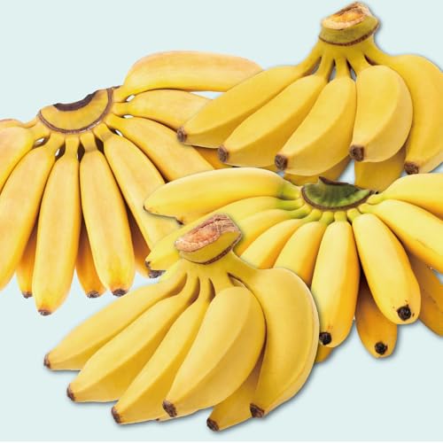 南城市産バナナ3〜4房(12品種から旬のものを詰合せ)