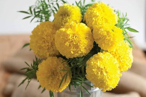 Image of Marigold Yellow Flower (Genda) Seed, Seeds for Home Gardening, Marigold Flowers (Genda) (Yellow, Pack of 50 Seeds)