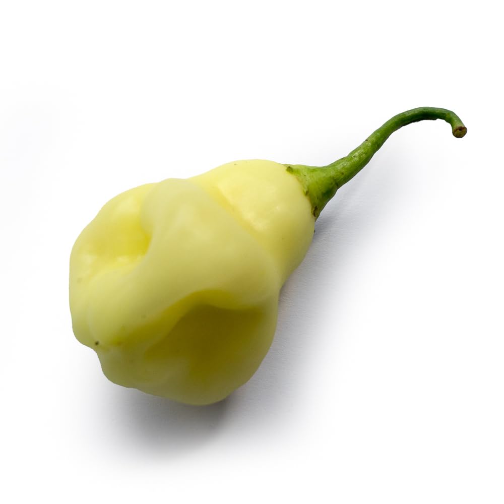 Aji Fantasy Sparkly White x 10 Chilli Seeds