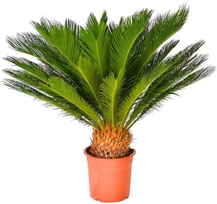 Planta Palmeira Cyca 70cm