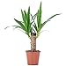 Produktbild Palmlilie 1-stämmig - pflegeleichte Zimmerpflanze, Yucca Elephantipes Palme 20 - Höhe ca. 45 cm, Topf-Ø 12 cm