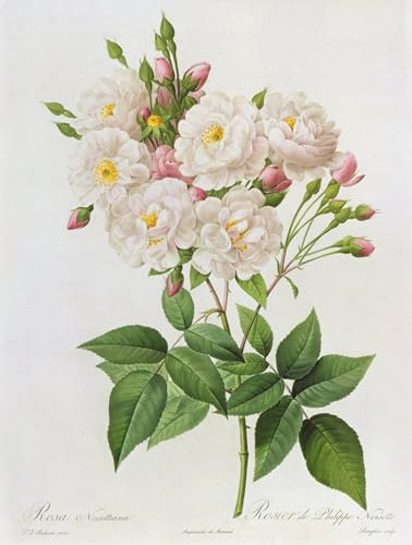 Tableau Rosa Noisettiana Pierre Redouté 60x90cm - Poster Murale Cassique
