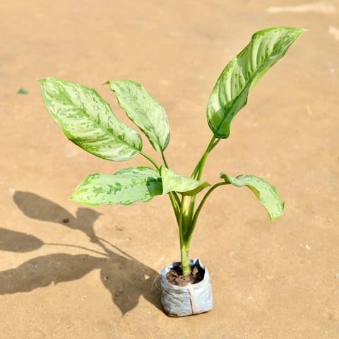 MURSHID NURSERY Best Nursery Aglaonema Silver King in 3 inch Nursery Bag-picture-10