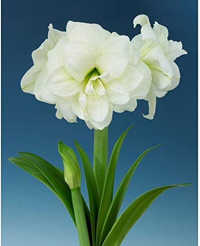 Amazon ブロッサムピーコックアマリリス球根 明るい色アマリリス花球根 大きな裸の根球根 白い 5球根 花