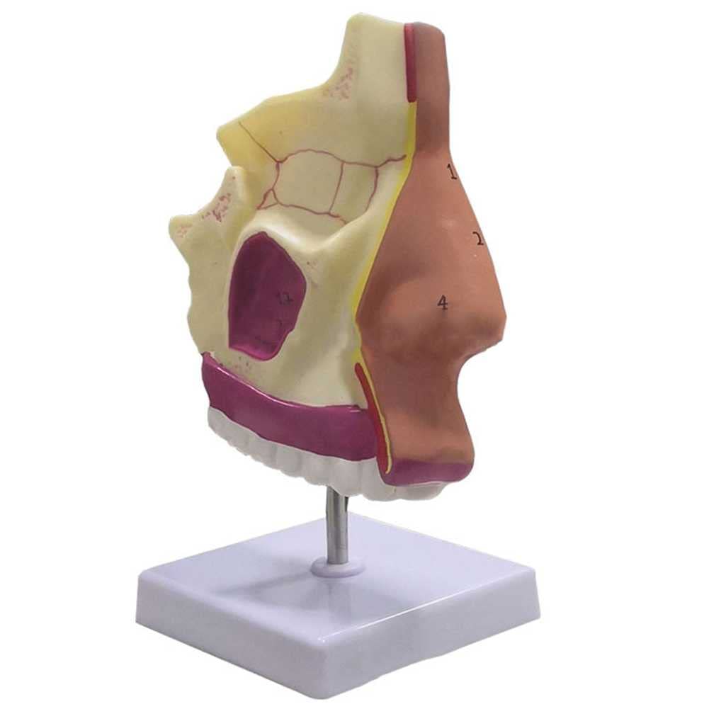 Modèle de cavité nasale humaine pour surmonter les difficultés de compréhension en anatomie