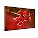 Produktbild Premium Textil-Leinwand 90 x 60 cm Quer-Format Japanische Scheinquitte | Wandbild, HD-Bild auf Keilrahmen, Fertigbild auf hochwertigem Vlies, Leinwanddruck von Thomas Herzog
