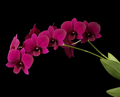 Aiden Gardens Dendrobium Orchid Live Plant Black RED Variety 1 Blooming Size Healthy Live Plant (B083JJMWM6) Amazon Price History, Amazon Price Tracker