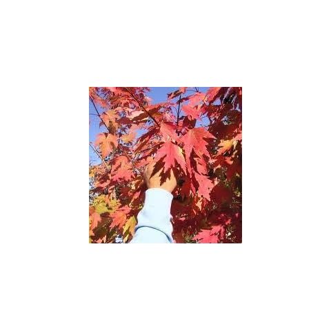 Elwyn 60pcs Autumn Blaze Red Maple Tree Seeds, 60 Cover
