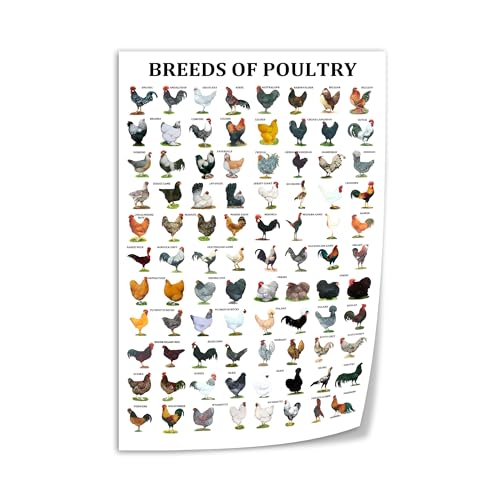 Breeds of Poultry Educational Chart, Chicken Breeds Reference Poster, Farm Animal Identification Guide Canvas Print Wall Art 16x24inch(40x60cm) Unframe-style