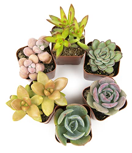 Easy To Grow Houseplants (12 Pack) Live House Plants In Plant Containers, Home Décor Planting Kit Or Outdoor Garden Gifts By Plants For Pets & S Live (6Pk) Potted Succulent Plants Live House Plants #TOP5