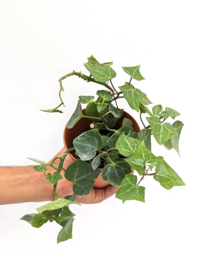 Image of LIVE PLANT (SMALL, ENGLISH IVY)