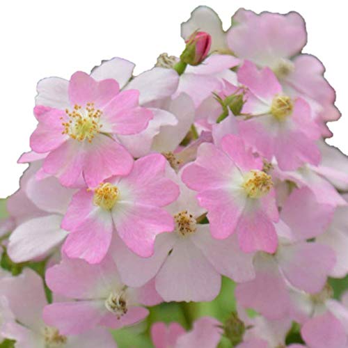 Amazon.co.jp: バラ苗 フロキシーベビー 国産新苗4号ポリ鉢 四季咲き小