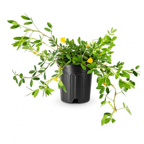 Ornamental Peanut Grass Golden Glory I 3 Large Trade Gallon Size Plants | Arachis Glabrata | Eco-Friendly Ground Cover with Vibrant Yellow Blooms, Drought-Tolerant