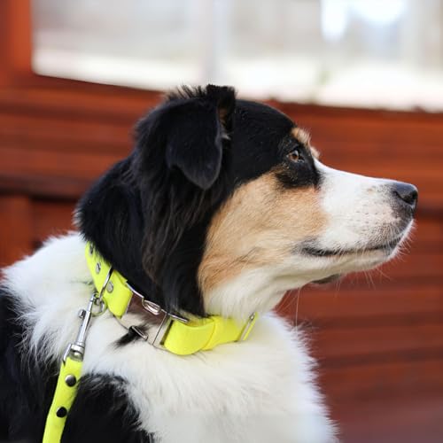 BURA Wasserdichter Hundehalsband – Geruchshemmend, Leicht zu Reinigen, Langlebig, Allergikerfreundlich, Verstellbar, Modernes Design – Ideal für Alltag und Outdoor-Aktivitäten (Neongelb, M)