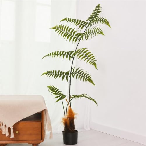 観葉植物 シダ 鉢植え」の人気商品一覧・価格比較 - 価格.com