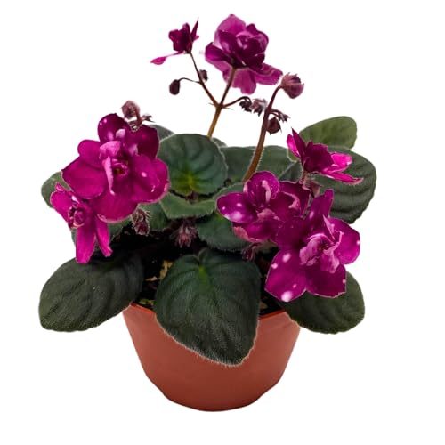 Harmony Foliage Hunter's Fire and Ice African Violet Saintpaulia 4
