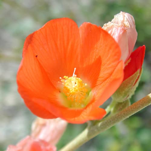 CHUXAY GARDEN 20 Seeds Sphaeralcea Ambigua,Desert Mallow Seed,Desert Globemallow,Apricot Mallow Attractive Perennial Shrub Plant Perfect for Borders