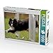Produktbild CALVENDO Puzzle Fliegende Hunde beim Agility 1000 Teile Lege-Größe 64 x 48 cm Foto-Puzzle Bild von Verena Scholze